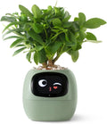 2024 Smart Ivy Planter with AI Technology Featured Mart