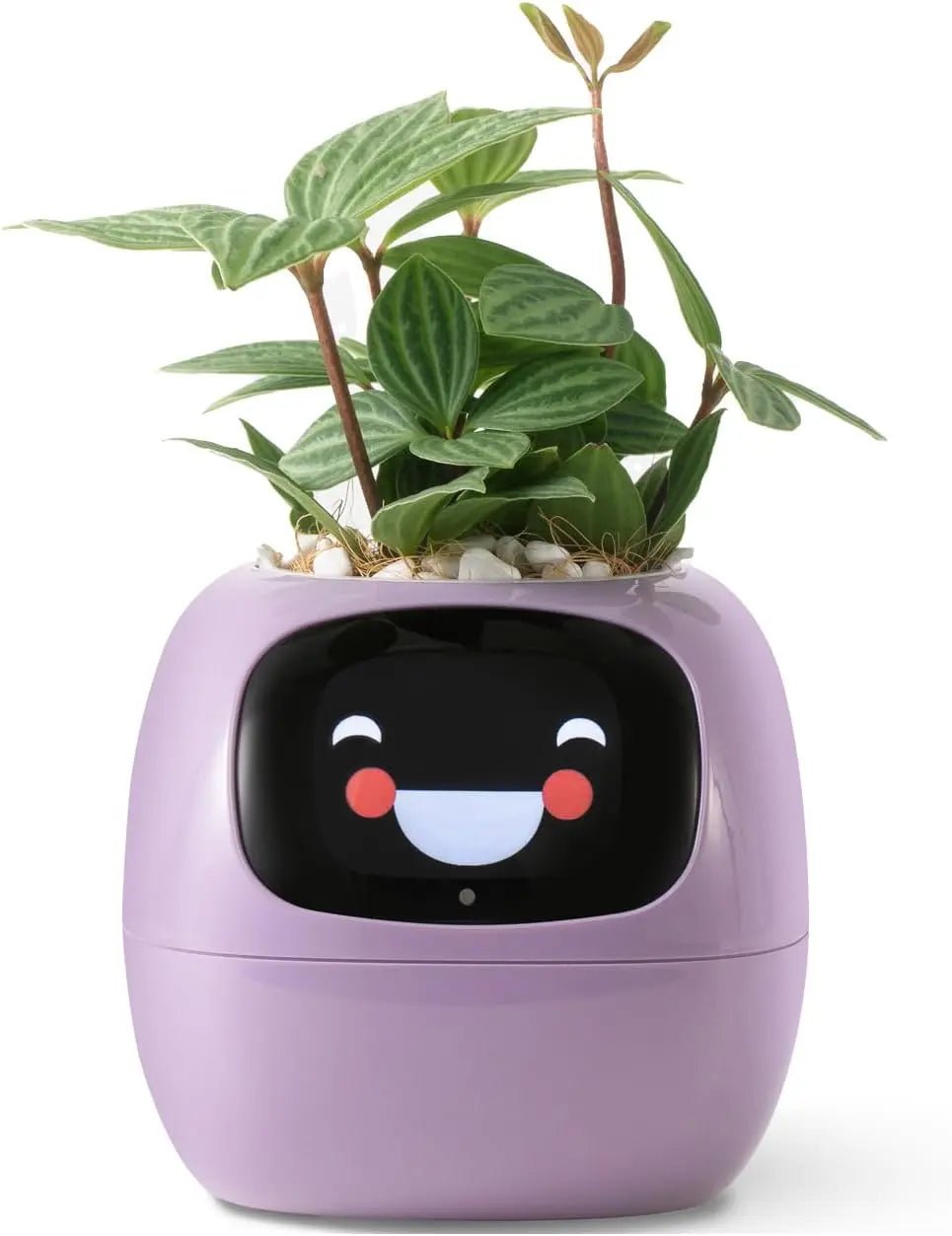2024 Smart Ivy Planter with AI Technology - Featured Mart
